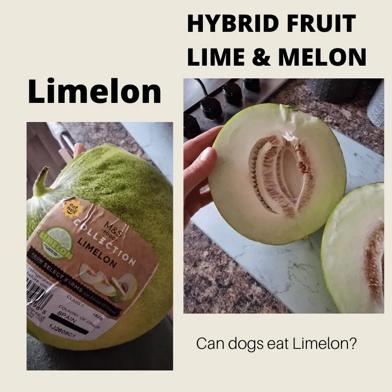 Can Dogs Eat Limelon Hybrid Fruit?