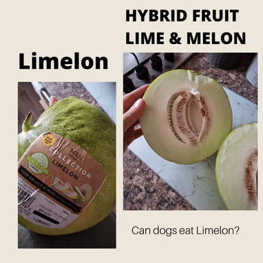 is melon good for dogs