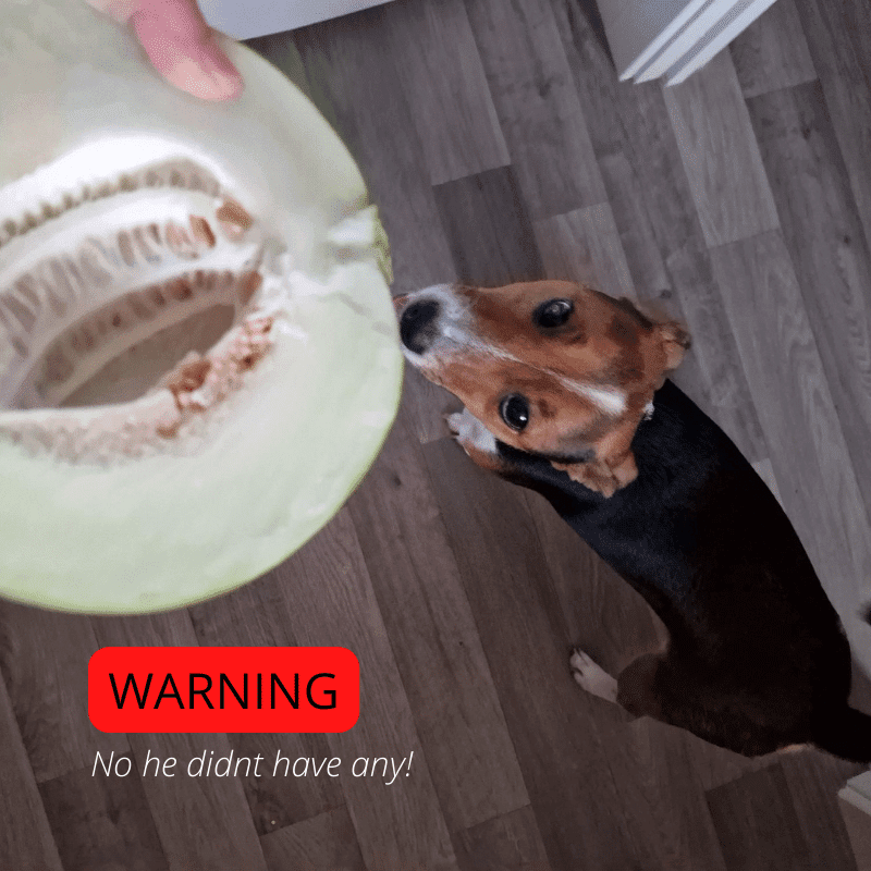 Dog looking at a Limelon, which he can not eat due to being toxic