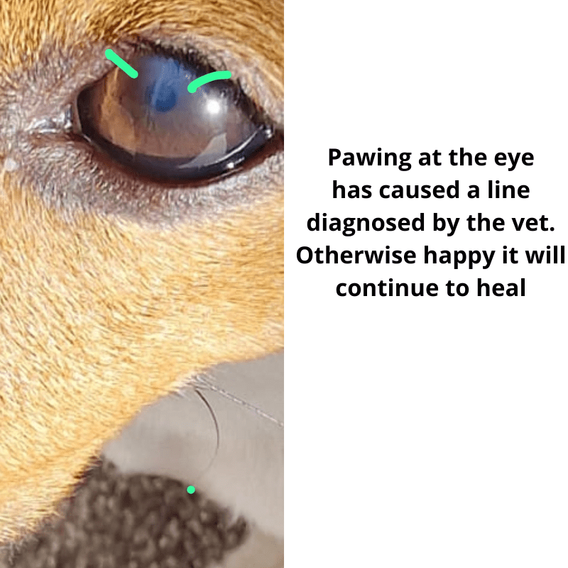 close up of a scratch on a dogs eye