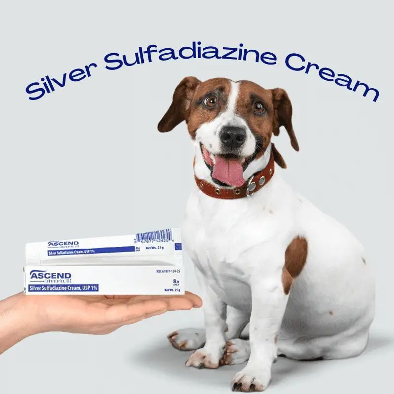 Silver Sulfadiazine Cream For Dogs (Best Safe Practices and Future Prevention)