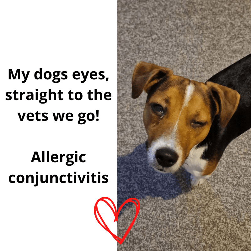 A dog with conjunctivitis