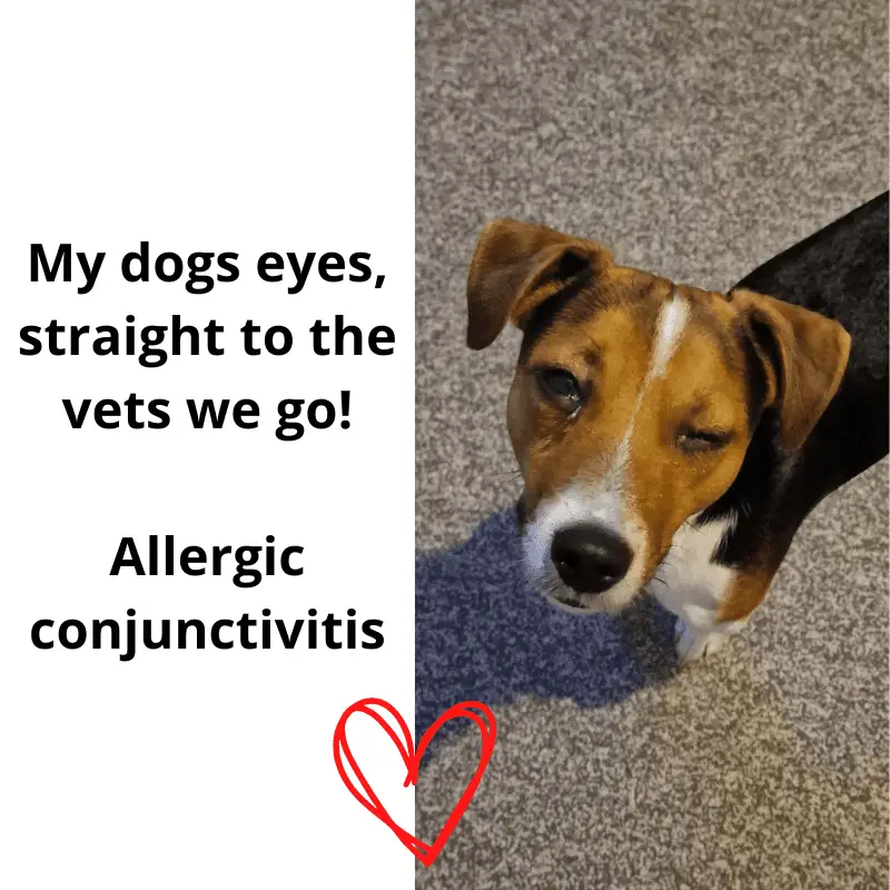 Can Dogs Use Human Eye Drops For Allergies What To Do Instead Our 