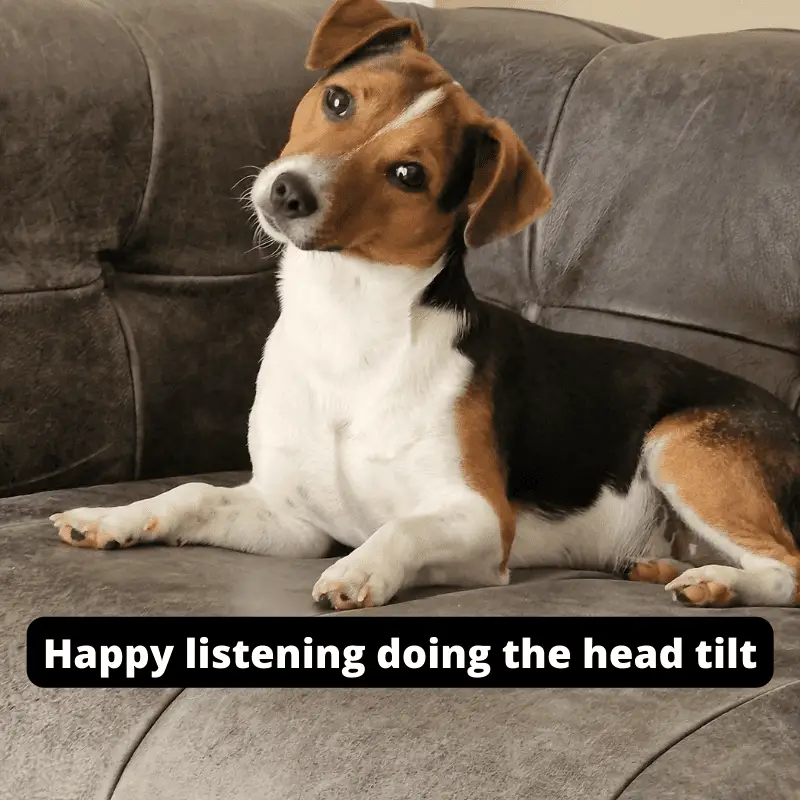 My happy dog with healthy eyes doing the head tilt on the sofa