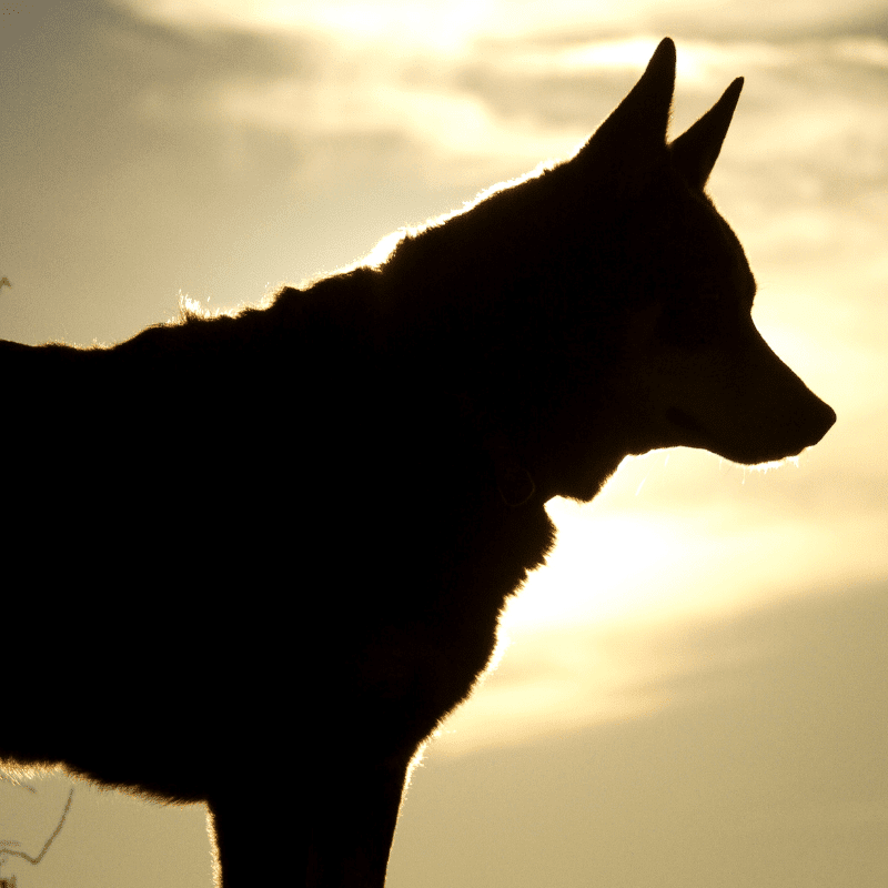 15 Black Dogs With Pointy Ears: Breed, About & Pictures