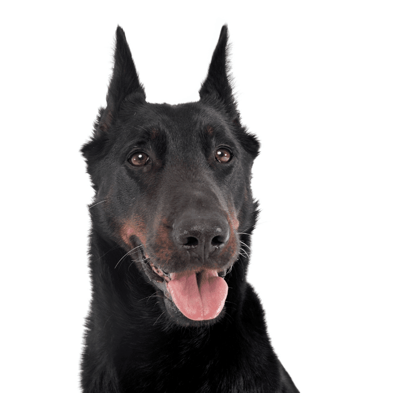 Black Beauceron dog with tongue out and ear up and pointy