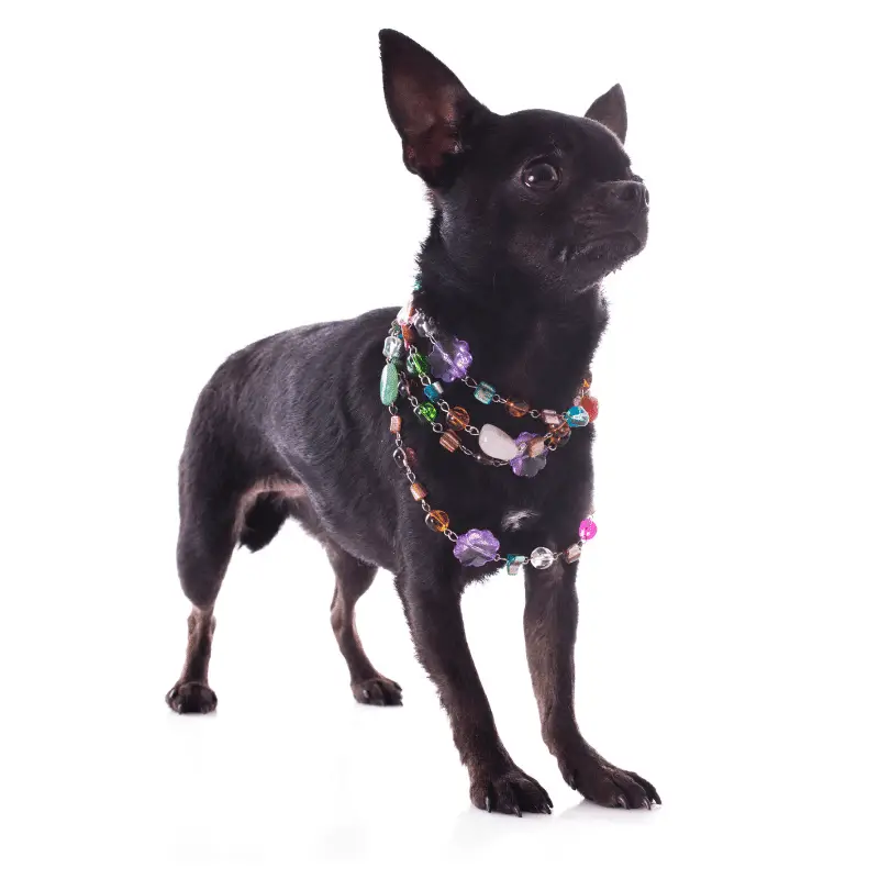 Pure black Chihuahua with pointy ears and necklace on