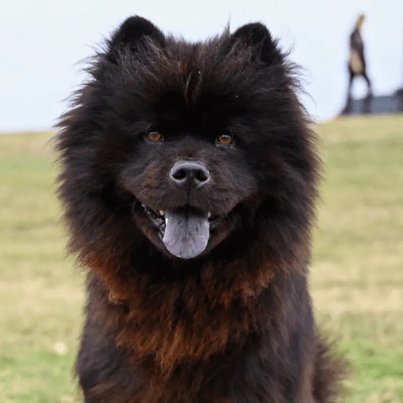 Black Chow Chow with a blue tongue sticking out