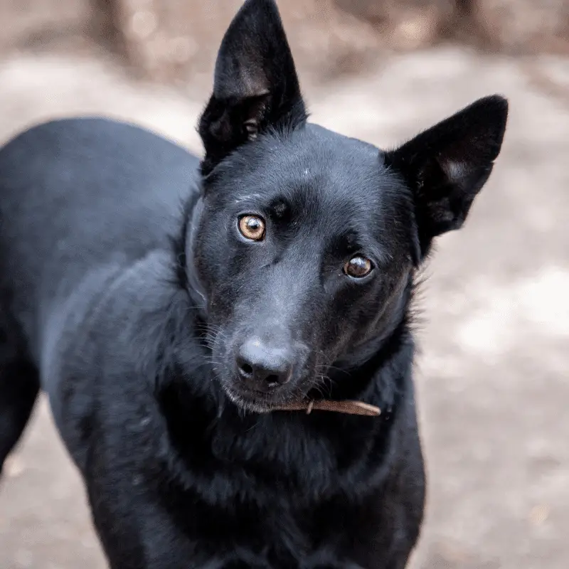 Black Norwegian Elkhound with different colour eyes and pointy ears