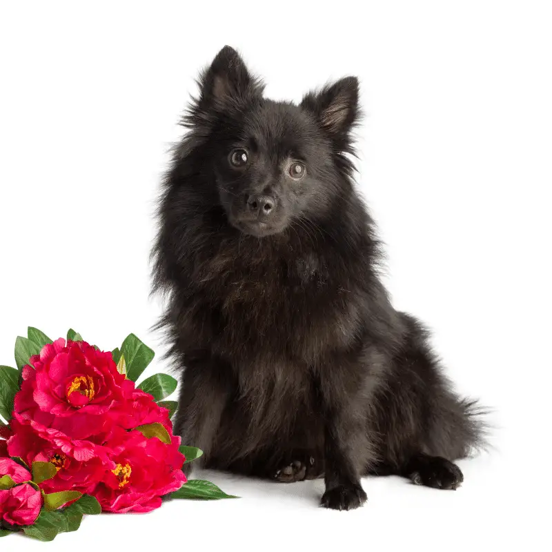 Black Pomeranian sitting next to some red flowers