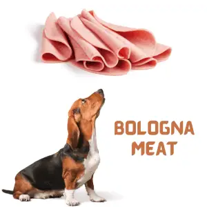 Bologna Meat and a dog