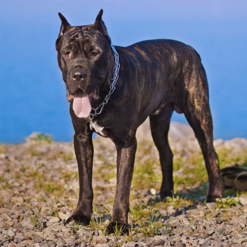 Dog standing outside with tongue out ears up and pointy