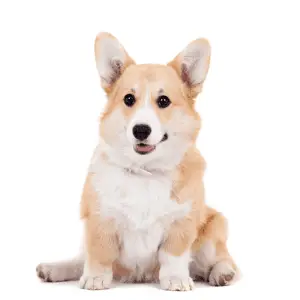 Cute Corgi on a white background