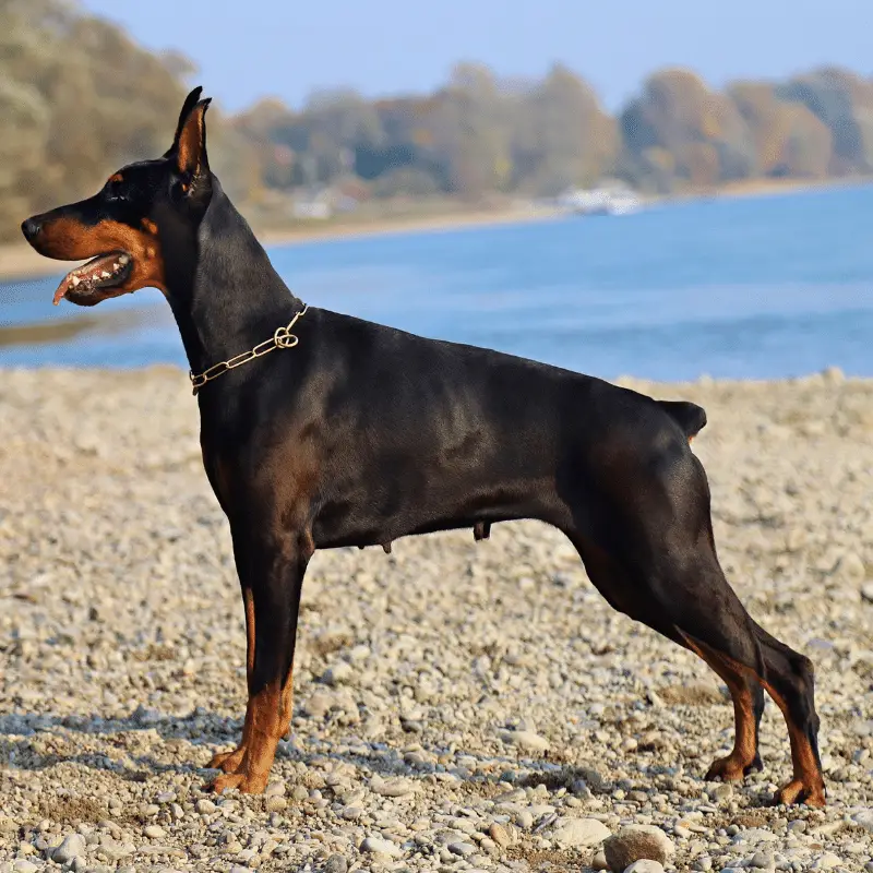 Side view of a Dobermann ears pointy