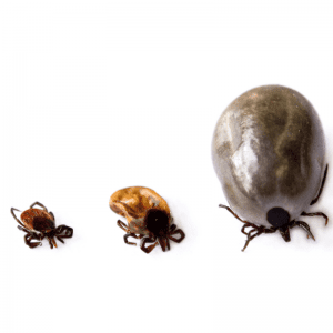 Dried Dead Tick On A Dog: Removal & After Care - Dog Friendly Scene