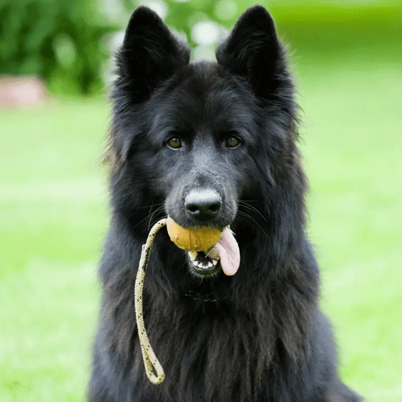 Pure black German Shepherd with ball in mouth on the grass