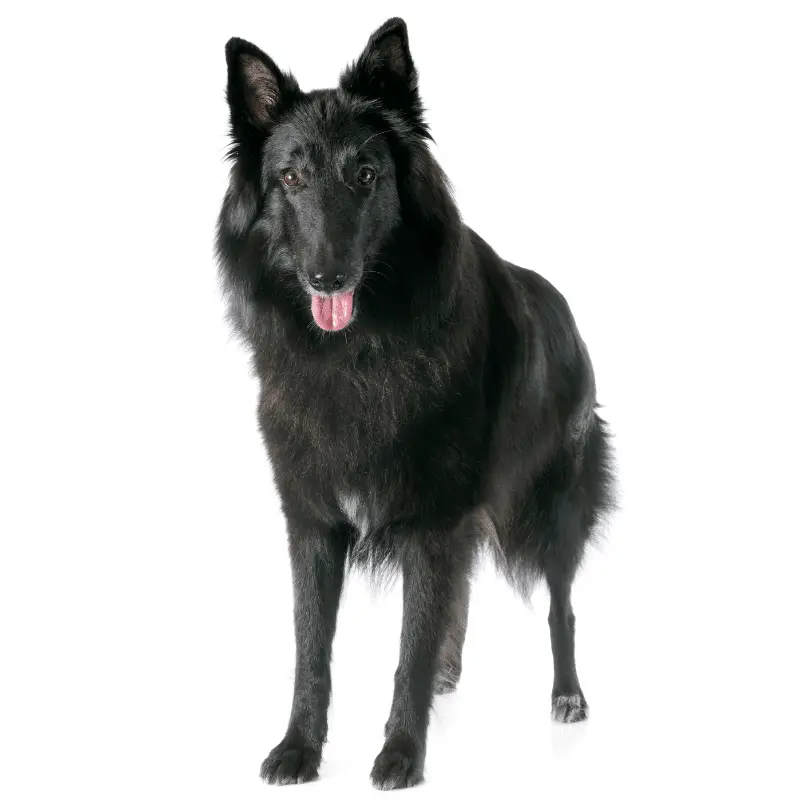 Pure black Groenendael standing on a white background 