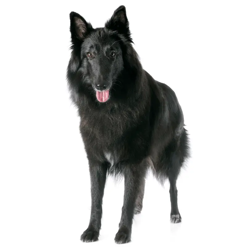 Pure black Groenendael standing on a white background