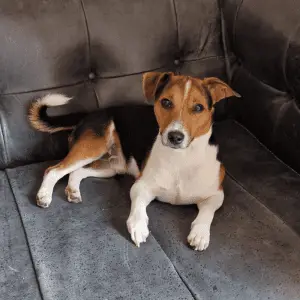 Jack Russell Terrier sitting on a grey sofa