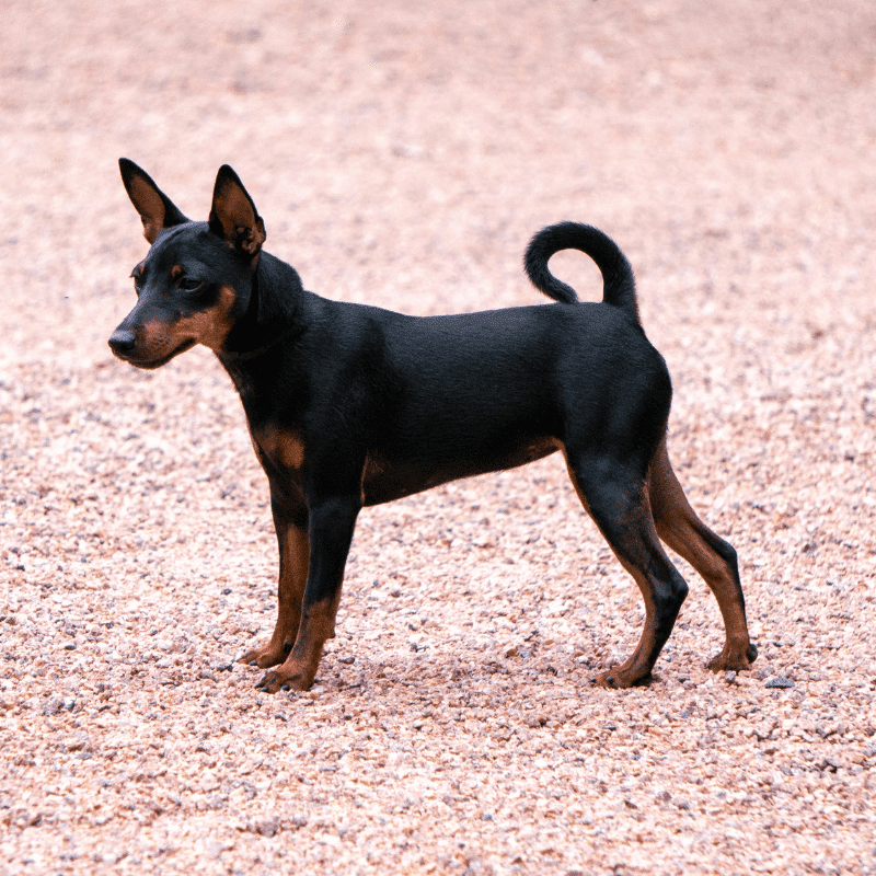 Manchester Terrier with pointy ears and curly tail. black in colour