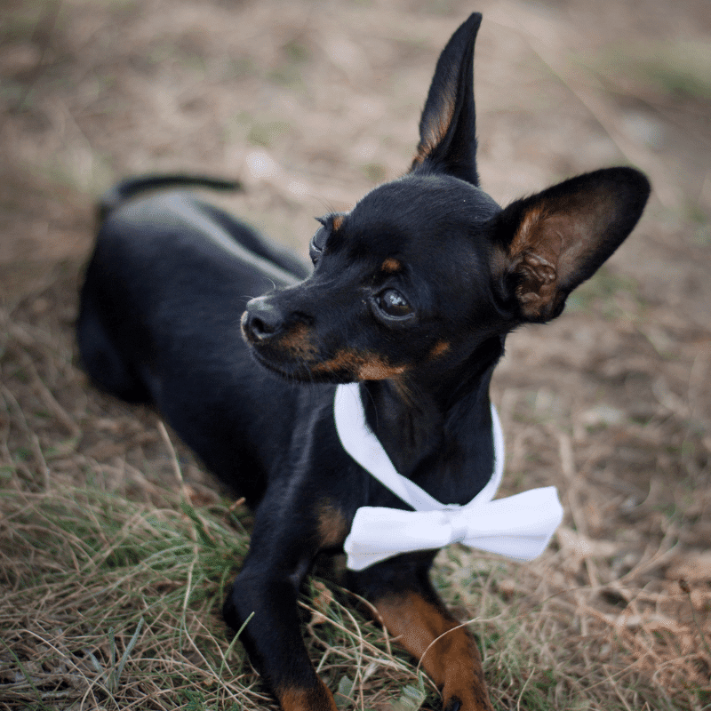 Black dog with pointy ears laying down with a white bow on