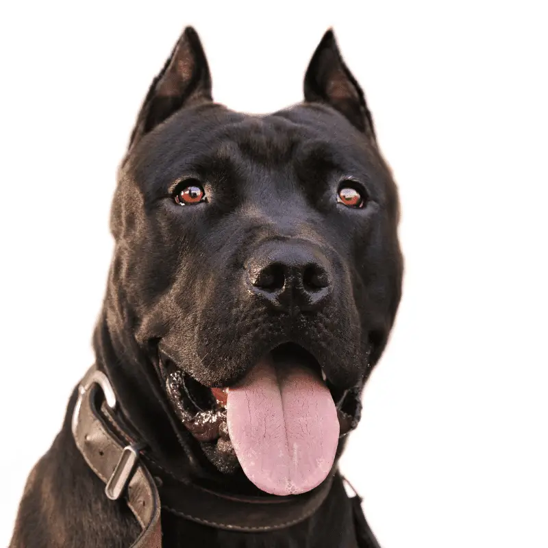 black and brown dogs with pointy ears