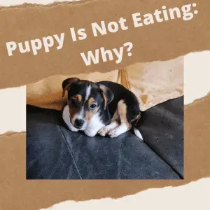 TEXT: Puppy Is Not Eating and a picture of my puppy