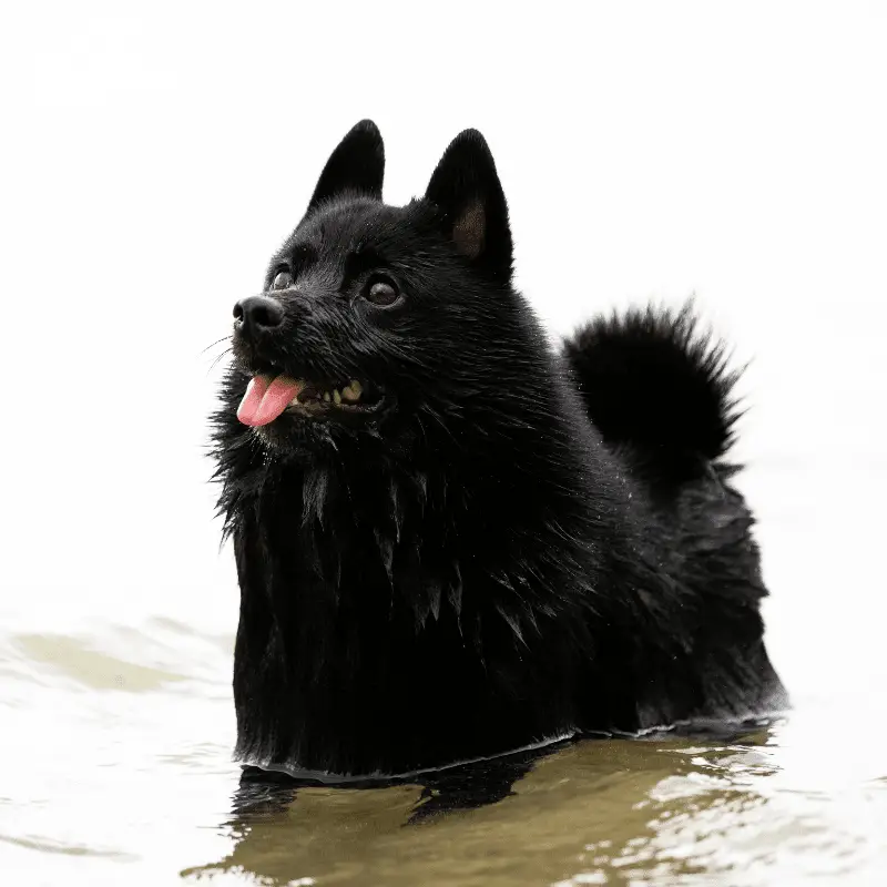 Pure black Schipperke with pointy ears in some water