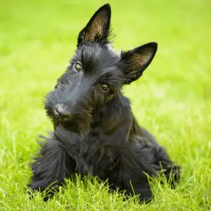 15 Black Dogs With Pointy Ears: Breed, About & Pictures - Dog Friendly