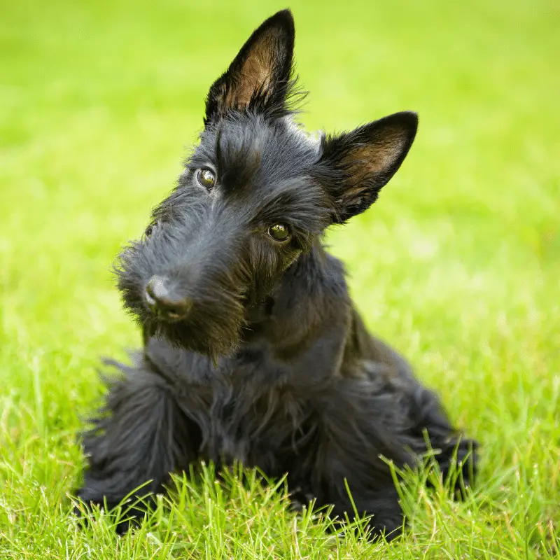 Cite Scottish Terrier, pure black layng down on some green grass