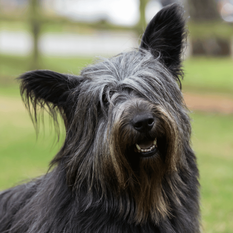 dog with long black hair and ears sticking up