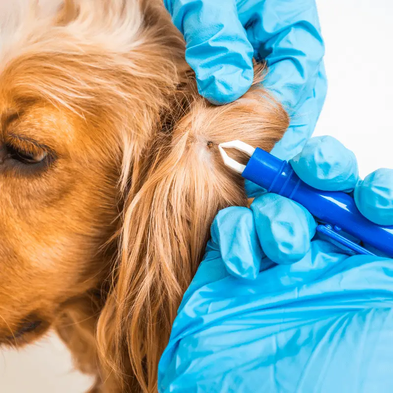 tick being removed from inside ear using a tick removal tweezers whilst wearing gloves