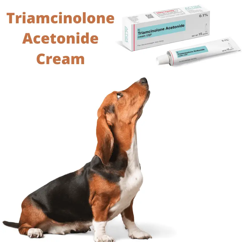 Can I Use Human Triamcinolone Acetonide Cream On My Dog? (Best Practises)