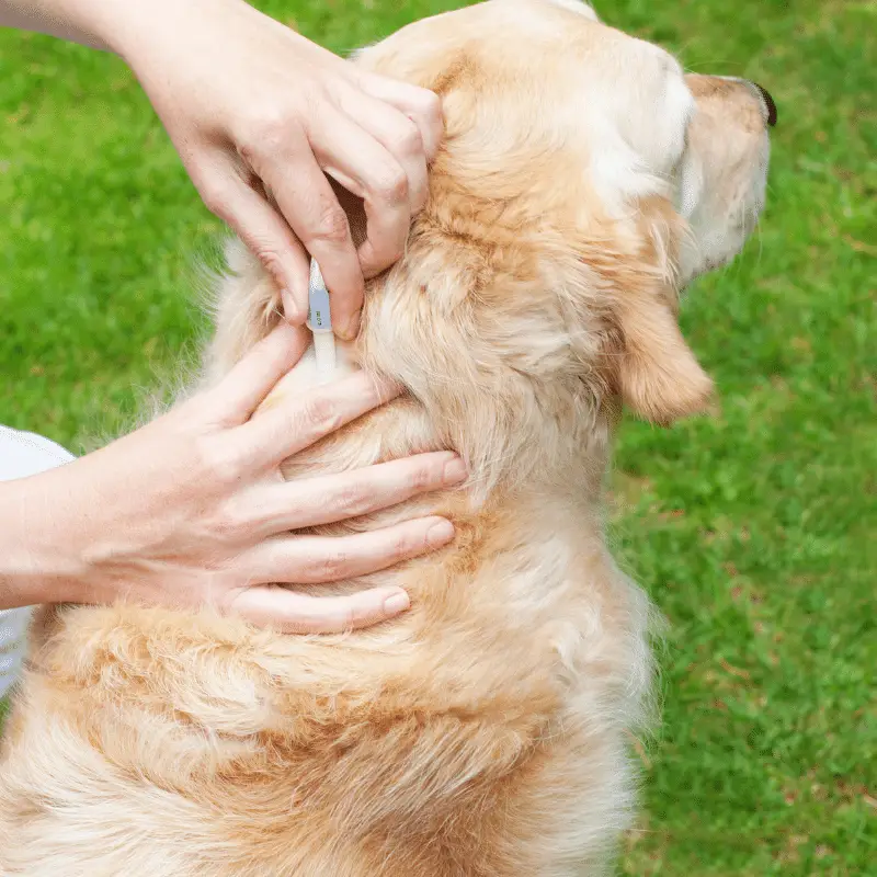 Applying tick prevention treatment to a dog on the back of the next 