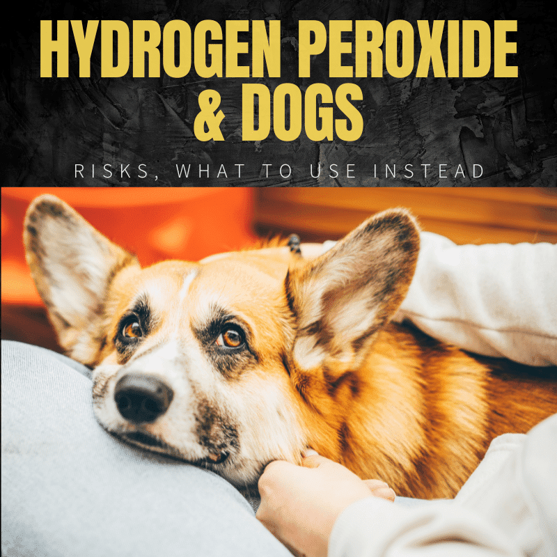 Can You Use Peroxide On Dogs? Clean Wounds With This Instead!