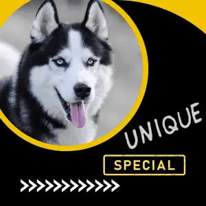A Siberian Husky dog, with blue eyes - text: Special, Unique