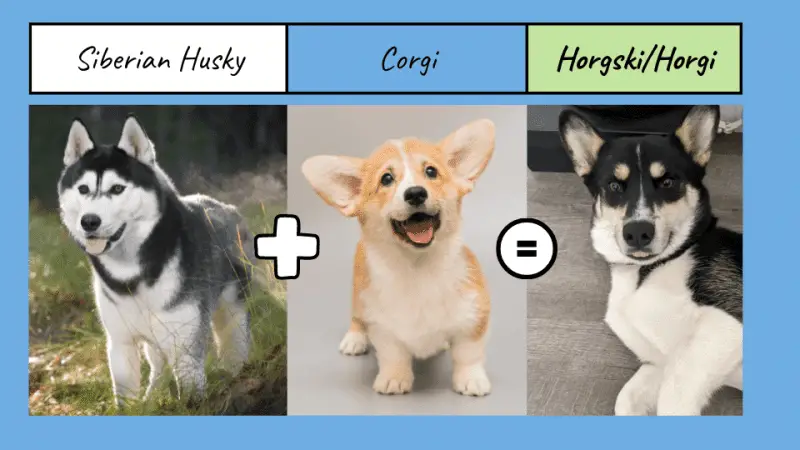 An image with three dog breeds, A Siberian Husky, a Corgi and the hybrid dog, named Horgski or a Horgi.