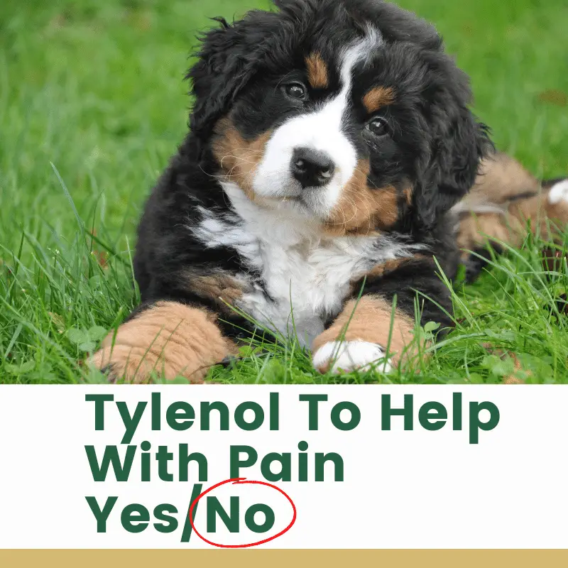 Can I Give My Dog Tylenol To Help With Pain?
