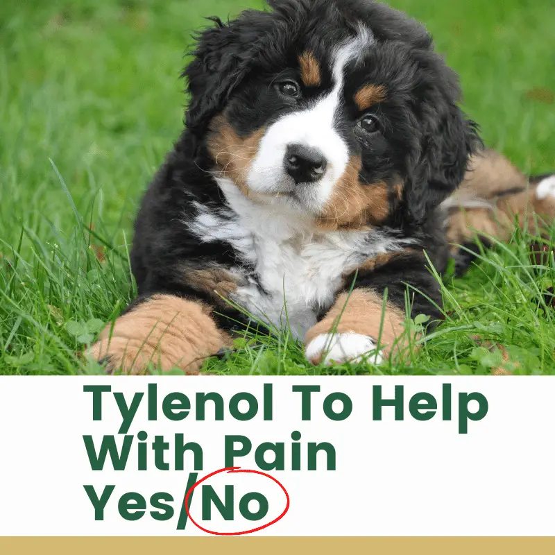 Can I Give My Dog Tylenol To Help With Pain Dog Friendly Scene