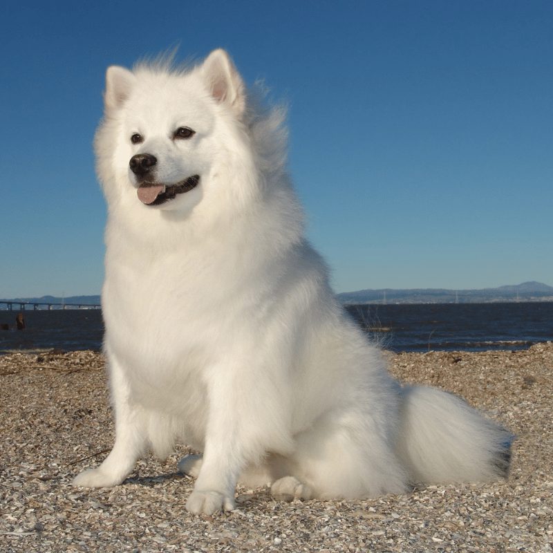 American Eskimo Dog sitting on some stones at the beach
