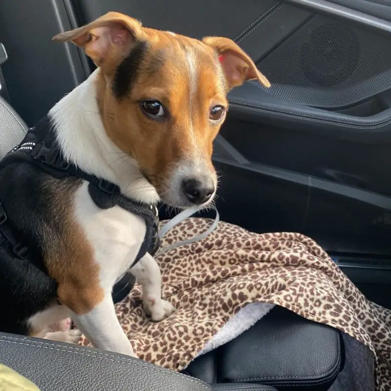 dog sitting in the car passenger side