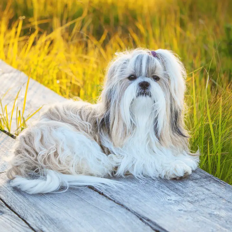 a white Shih Tzu laying on my decking with bow in hair