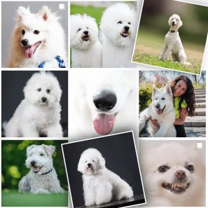collection of white dogs displayed in a nice collage