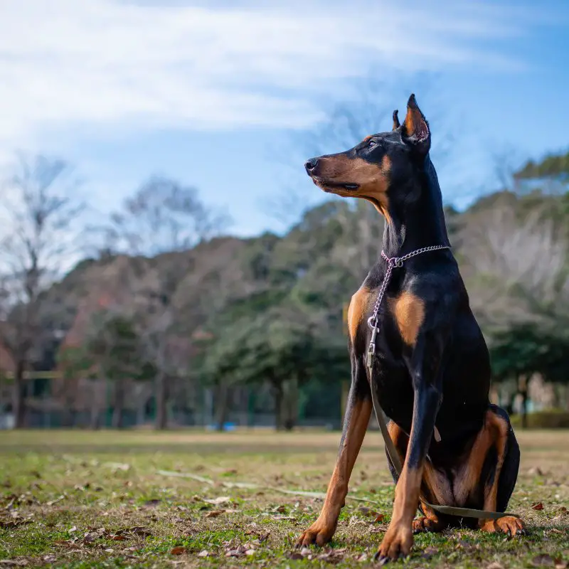 Dogs with cropped ears