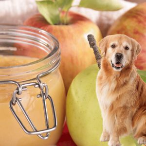 dog and apple sauce