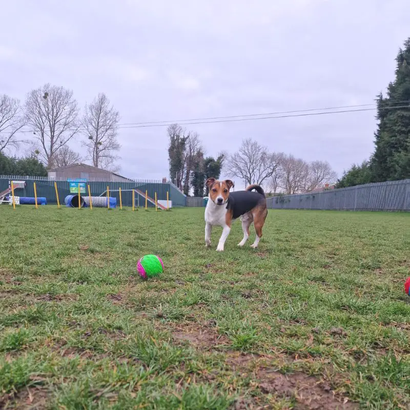 A dog with a green and pink ball at the dog park