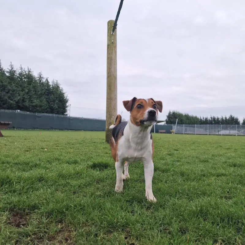 Jack Russell Terrier at a dog park