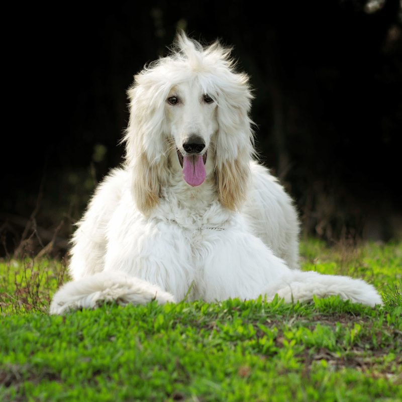 Gorgeous blonde big dog with long hair sitting on the grass with tongue out