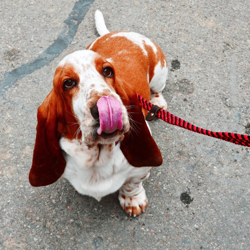 white and tan dog with floppy ears on a red leash with tongue out