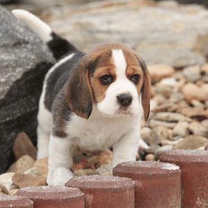 a chubby puppy outside on my stones